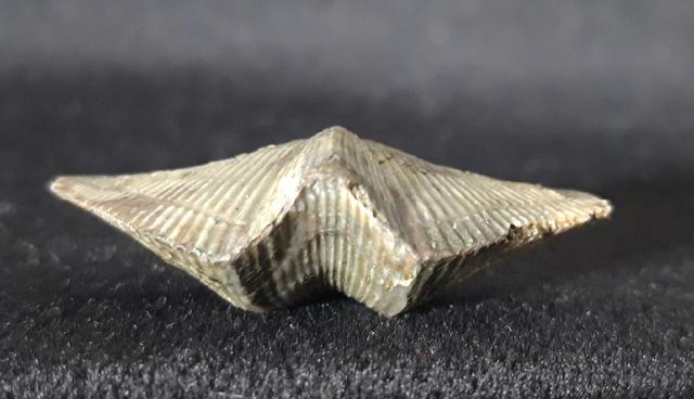 Cyrtospirifer verneuili (MURCHISON 1840) - Bild © FossNet FossilienStore